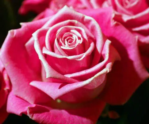 16481-4-tarjetas-rosa.jpg