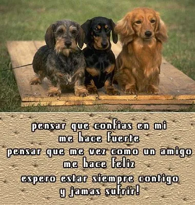 Perritos con mensajes de amor - Imagui