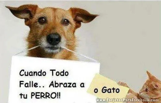 Imagenes chistosas de perros para FaceBook - Imagui