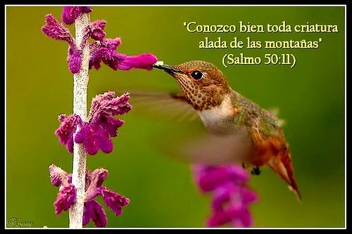 Tarjetas cristianas con texto biblicos: Tarjetas cristianas con ... Tarjetas cristianas con texto biblicos: Tarjetas cristianas con ...