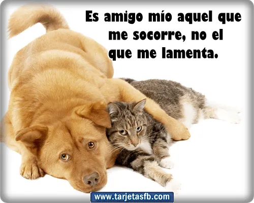 Tarjetas para Facebook Gratis | Postales para Amor y Amistad ... Tarjetas para Facebook Gratis | Postales para Amor y Amistad ...
