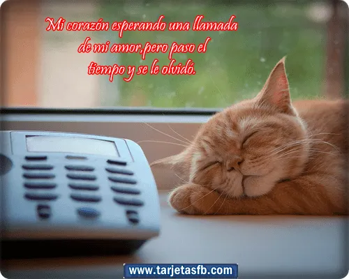 Imagenes De Gatitos Con Mensajes De Amor Car Memes