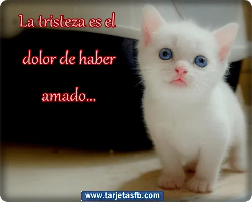 Gatos tristes con frases - Imagui