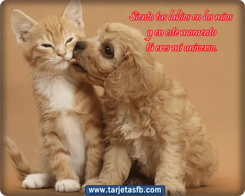 Tarjetas de gatos enamorados - Imagui