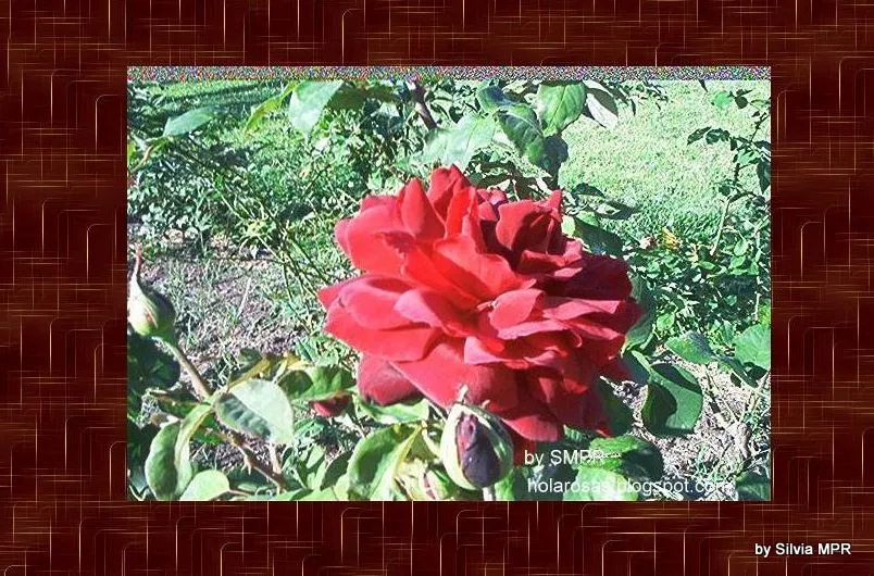 Tarjetas Postales Imagenes Frases para Facebook: Dia de los ...