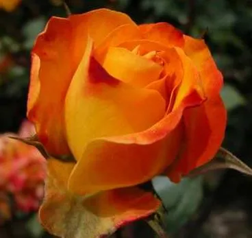 Tarjetas_ Postales _ Recursos cristianos_ Comunidad Cristiana_ ...