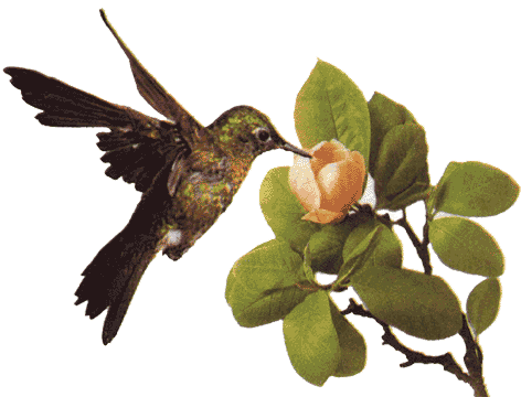 Gifs animados pajaros - Imagui