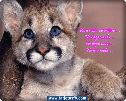 Imagenes chistosas de gatos con frases para FaceBook - Imagui Imagenes chistosas de gatos con frases para FaceBook - Imagui