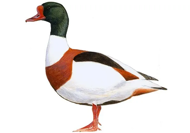 Tarro blanco | SEO/BirdLife