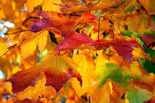 El tarta, ¿Cómo y por qué se caen las hojas en otoño? |...