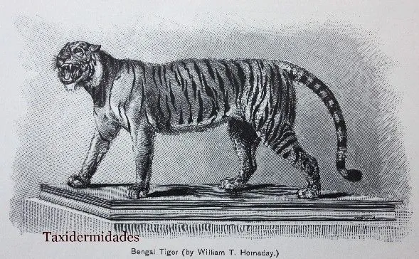 Taxidermidades