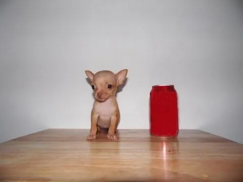 VENTA DE CHIHUAHUAS DE BOLSILLO **MICRO CHIHUAHUAS EN VENTA ... VENTA DE CHIHUAHUAS DE BOLSILLO **MICRO CHIHUAHUAS EN VENTA ...