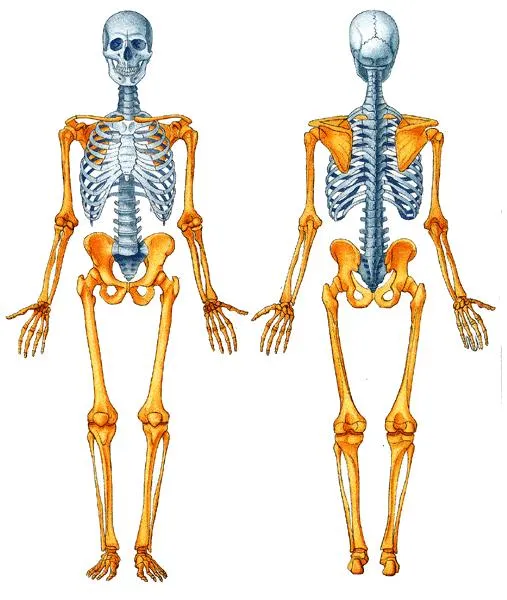 TÉCNICAS PARA SABER: Cuerpo Humano CAP. I: HUESOS TÉCNICAS PARA SABER: Cuerpo Humano CAP. I: HUESOS