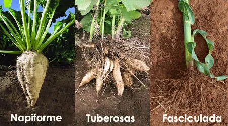 Técnicas hidropónicas : .: Hydro Environment .: Técnicas hidropónicas : .: Hydro Environment .: