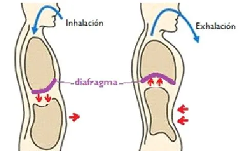 TÉCNICAS DE RESPIRACIÓN - ABDOMINAL | Shurya.com