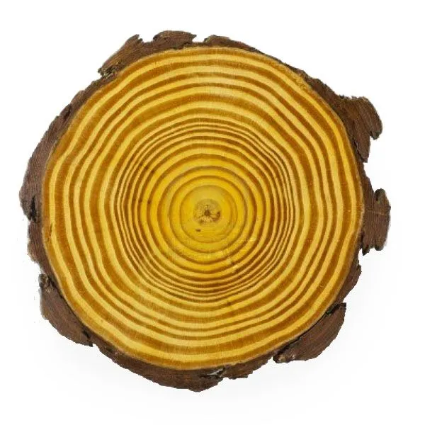 Tecnología 2º E.S.O.: La madera y sus derivados Tecnología 2º E.S.O.: La madera y sus derivados