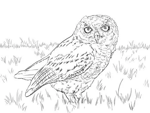 Dibujo de Tecolote occidental para colorear | Dibujos para ... Dibujo de Tecolote occidental para colorear | Dibujos para ...