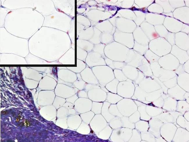Tejido adiposo. Atlas de Histología Vegetal y Animal Tejido adiposo. Atlas de Histología Vegetal y Animal