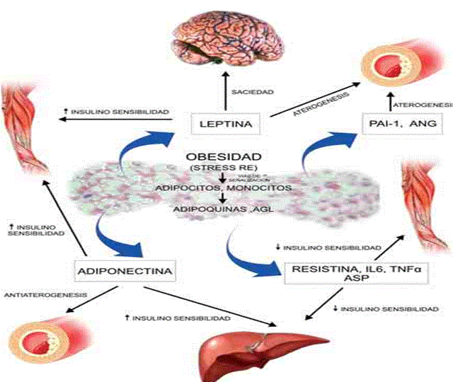 Tejido adiposo como glándula endocrina. Implicaciones ... Tejido adiposo como glándula endocrina. Implicaciones ...