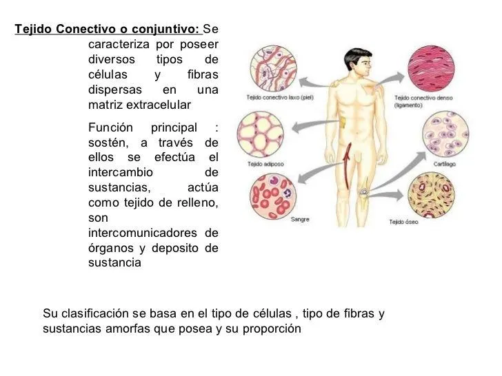 Tejido Conectivo