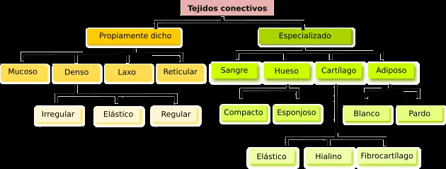 Tejido conectivo. Atlas de Histología Vegetal y Animal