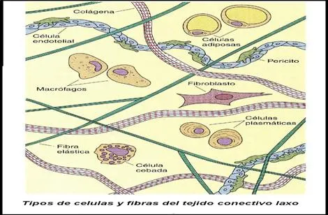 Tejido Conectivo o Conjuntivo (página 2) - Monografias.com