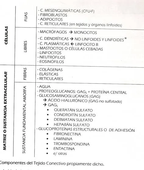 Tejido conectivo - Monografias.com