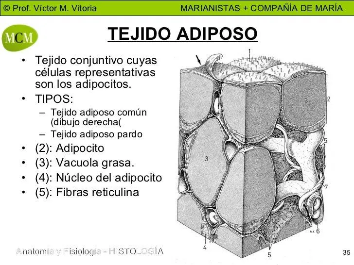 Tejido Conjuntivo