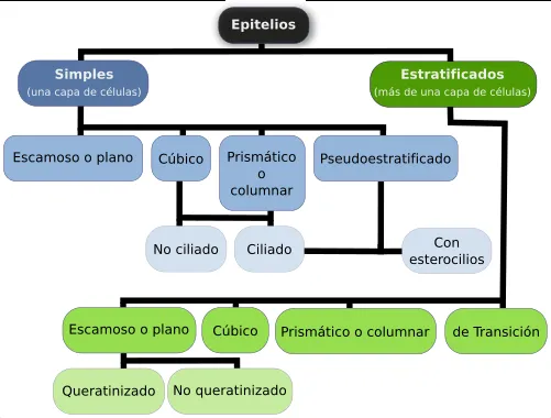 Tejido epitelial de revestimiento. Atlas de Histología Vegetal y ...