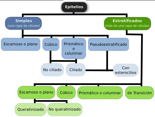 Tejido epitelial de revestimiento. Atlas de Histología Vegetal y ... Tejido epitelial de revestimiento. Atlas de Histología Vegetal y ...