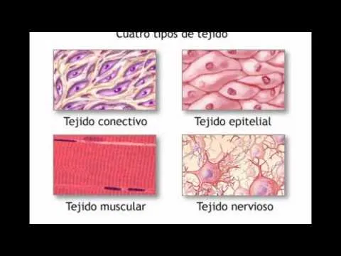 Usan tejido fetal para iluminar casas en Oregon - Worldnews. Usan tejido fetal para iluminar casas en Oregon - Worldnews.