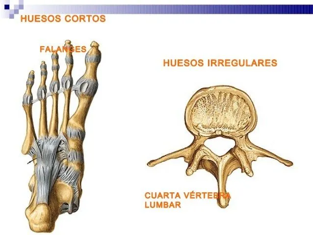 tejido-oseo-10-638.jpg?cb= ...