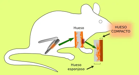 Oseo: compacto. Compacto. Atlas de Histología Vegetal y Animal