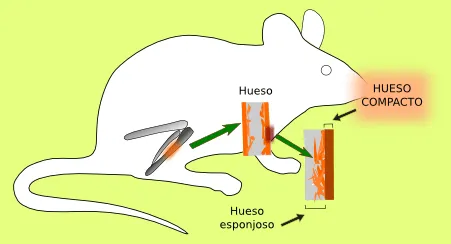 Oseo: compacto. Compacto. Atlas de Histología Vegetal y Animal Oseo: compacto. Compacto. Atlas de Histología Vegetal y Animal