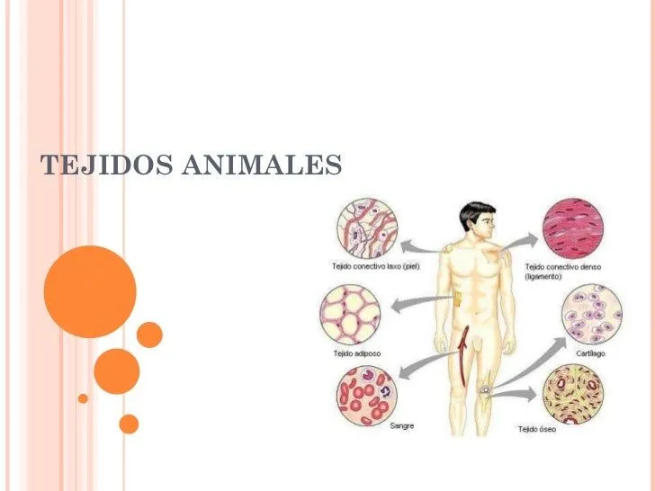 tejidos-animales-1-728.jpg?cb= ...