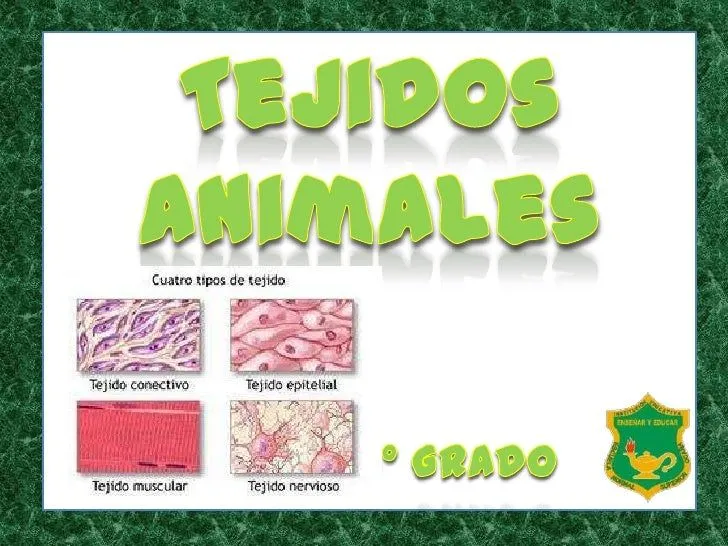 Tejidos animales