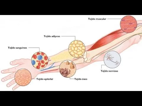 Tejidos animales - Biología - YouTube