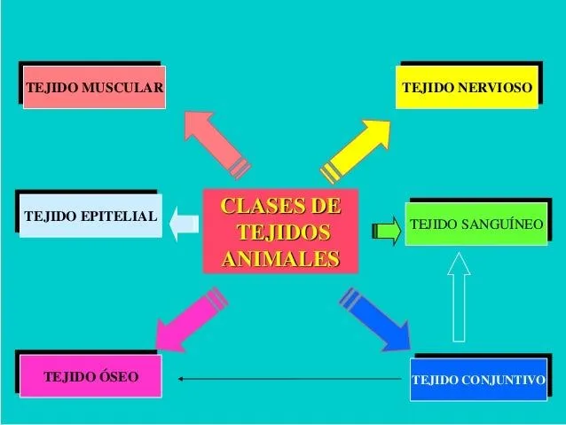 tejidos-animales-completo-3- ...