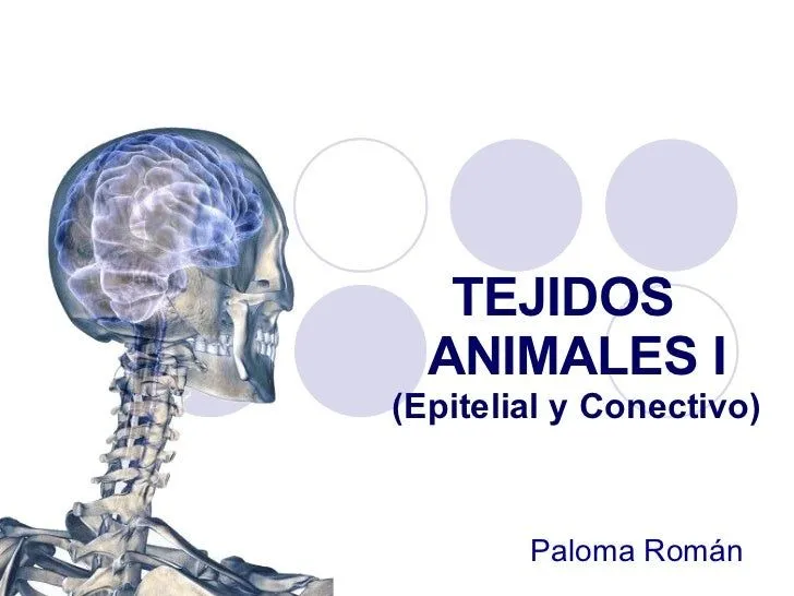 Tejidos Animales I (Epitelial y Conectivo)