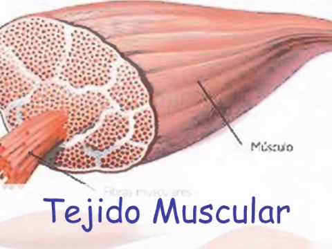 Tejidos Animales y Vegetales (Picasa) - YouTube Tejidos Animales y Vegetales (Picasa) - YouTube