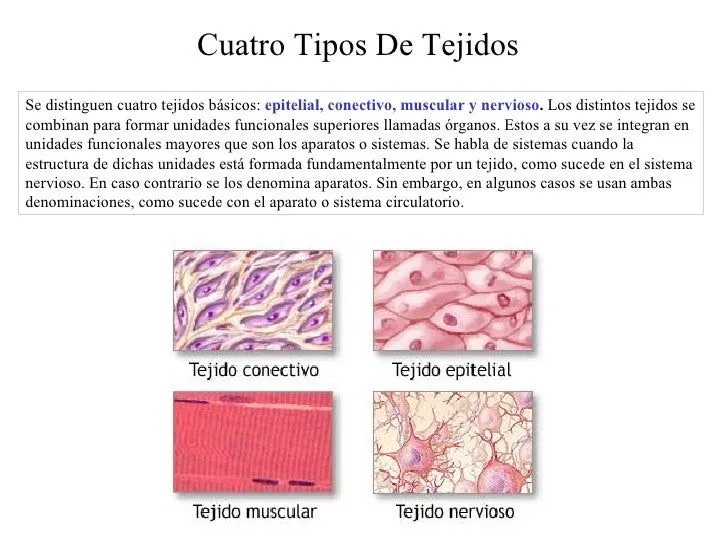 tejidos-epitelial-conectivo-3- ...