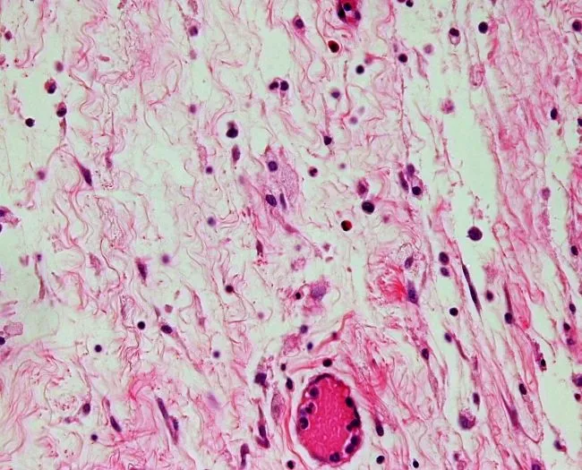 Tejidos epiteliales. Atlas de Histología Vegetal y Animal Tejidos epiteliales. Atlas de Histología Vegetal y Animal
