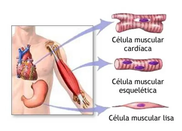 Los tejidos fundamentales del cuerpo humano - Monografias.com