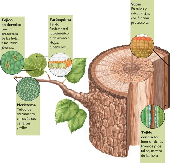 tejidos, organos y sistemas | inicio BIOLOGIA tejidos, organos y sistemas | inicio BIOLOGIA