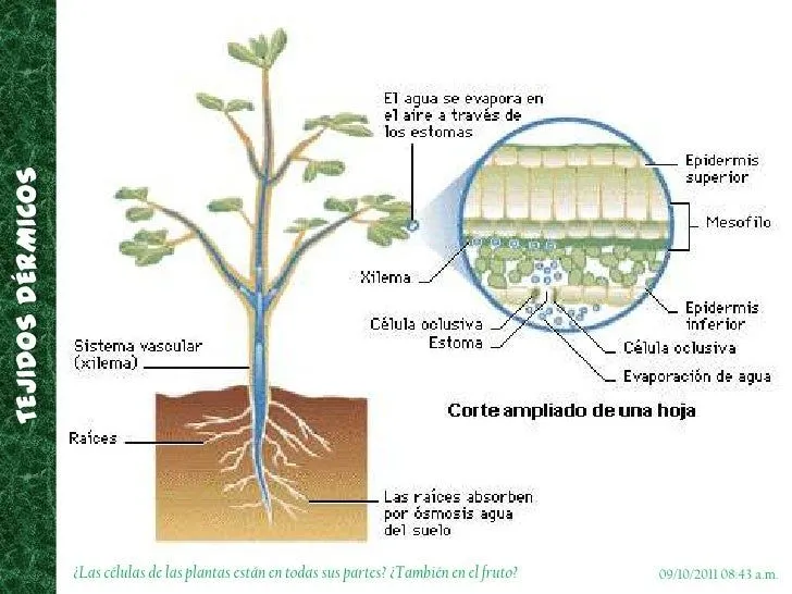 tejidos-vegetales-15-728.jpg? ...