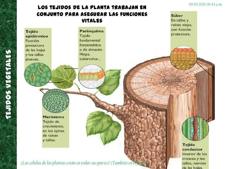 tejidos-vegetales-3-728.jpg?cb ...