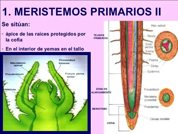 tejidos-vegetales-6-728.jpg?cb ...