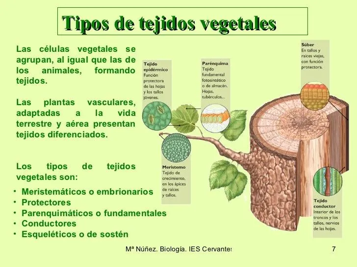 tejidos-vegetales-7-728.jpg?cb ...