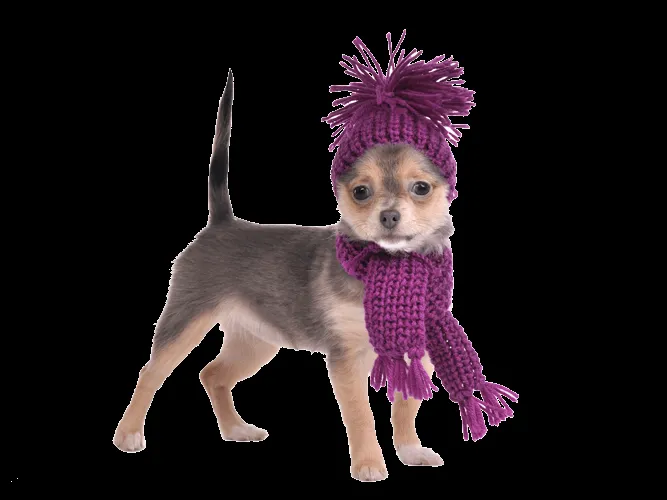 Tejiendo con Estilo: Coordinado de bufanda y gorro tejidos para perro Tejiendo con Estilo: Coordinado de bufanda y gorro tejidos para perro