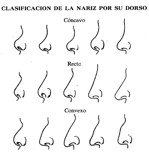 Buscar bocetos de caras ojos nariz orejas - Imagui